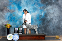 Australian Stumpy #6 Sun BIOSCM Judge Edy Dykstra-Blum