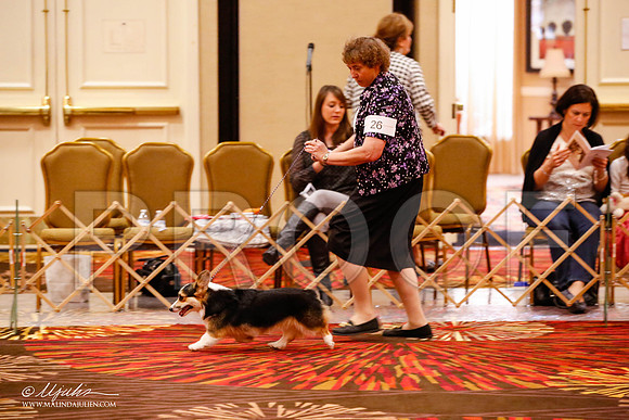 _JJ_8723-HstnCorgiFeb2015-HR3
