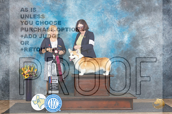 Pembroke Welsh Corgi #15 Sun RBIS Judge Edy Blum__JP_0182_Abilene_2024_HR3