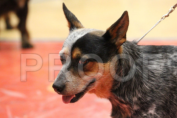 MJS_2534