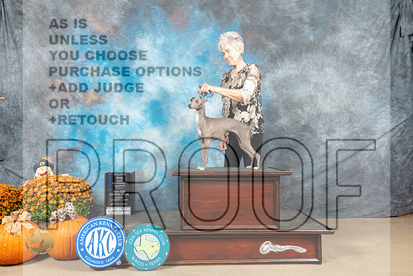 Italian Greyhound #14 Sun BOW Judge Shelley Hennessey_MJ_6339_Belton_2022_HR3