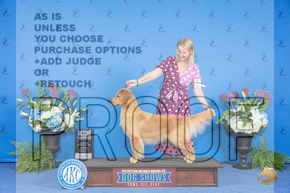 Golden Retriever #36 THUR WB BOW M Judge Annella Cooper__JP_8154_Houston_2024_HR3