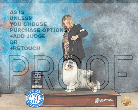 Shetland Sheepdog #9 Fri WD Judge Eric Liebes-MMJ_2880-Addison2022-HR3