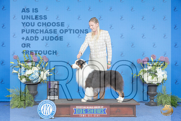 Australian Shepherd #31 THUR WD NC M Judge Nancy Liebes__JP_8358_Houston_2024_HR3