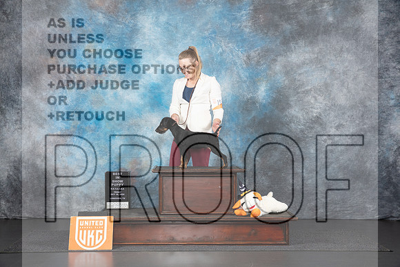 Jagd Terrier #135 Fri PBIS Judge Lila Fast__JP_1080_UKCLNGVIEWOCT2024_2024_HR3