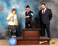 French Bulldog #32 Sun WBBOW Judge Pat Trotter