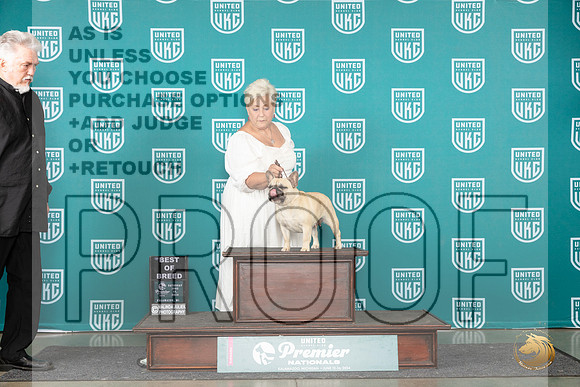 French Bulldog #829 Sat BOB Judge Stephanie Mueller__JP_2540_Premier_2024_HR3