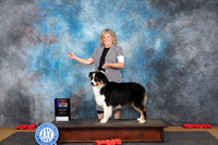 Australian Shepherd #5 Sun WDBOW Judge Anne Catterson