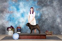 Chinese Shar Pei #12 Sun WBBOSMNCh Judge Donelle Richards