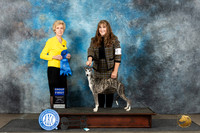 Whippet #8 Sun G1 Judge June Penta