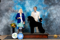 Poodle Std #23 Sat G4 Judge Edy Dykstra-Blum