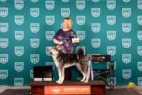 Japanese Akitainu #209 Thur GCH note Judge Polly Jones