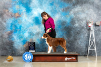 Australian Shepherd #7 Sat 4to6BIS Judge Alfred Ferruggiaro rr