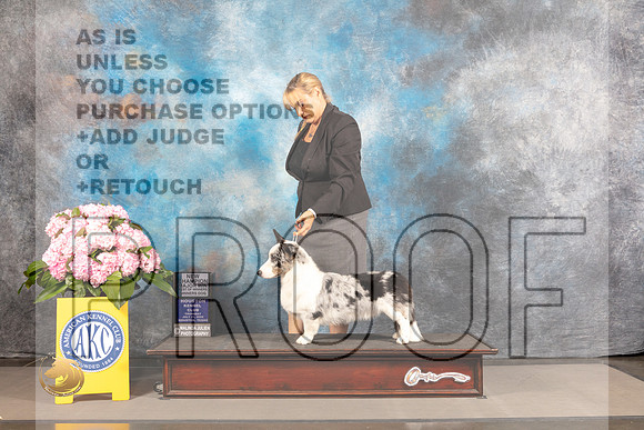Cardigan Welsh Corgi #21 THUR BOW WD Major Judge Polly Smith_MJ_3710_Houston_2022_HR3