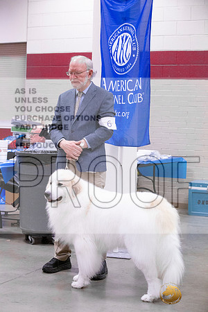 Great Pyrenees #6 & #5JJL_4302_Amarillo_2022_HR3