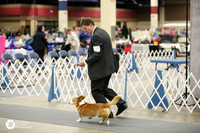 Cardigan Welsh Corgi #16 Georgeann Keller Sun Ring