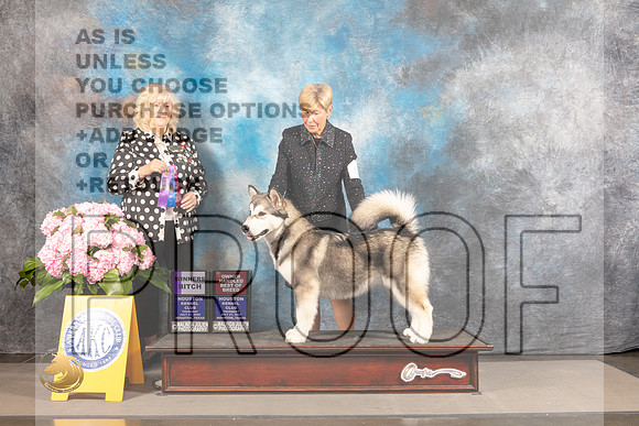 Alaskan Malamute #6 THUR WB Judge Karen McFarlane_MJ_4304_Houston_2022_HR3