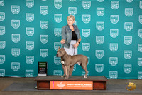 American Pitbull Terrier #301 Sat BOB G3 Judge Kevin Carroll