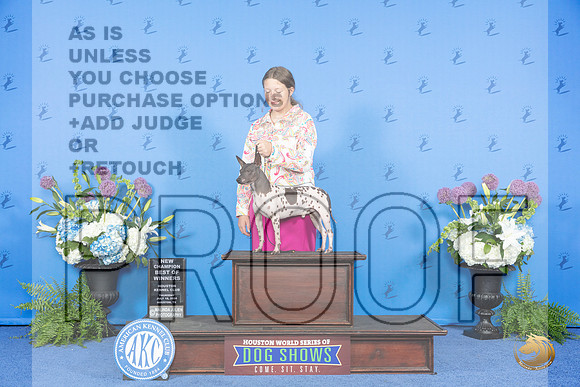 American Hairless Terrier #19 THUR BOW NC Judge Jamie Hubbard__JP_8013_Houston_2024_HR3