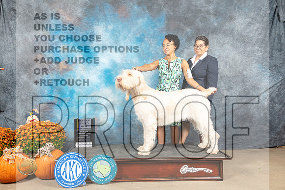Spinoni #8 Sat BOBGCh Judge Del Richards_MJ_5595_Belton_2022_HR3