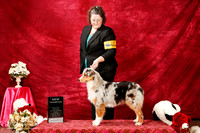 Australian Shepherd Sun S1 New Ch Angie Luna