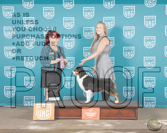 Miniature Ameican Shepherd #1 Fri BF Judge Karyn Myers JuelchMiniature Ameican Shepherd #1 Fri BF Judge Karyn Myers Juelch_WP_1450e-UKC Western Classic 2025-HR3