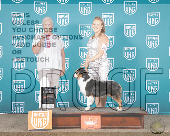 Miniature American Shepherd #392 Sun BF Judge Claire ManchaMiniature American Shepherd #392 Sun BF Judge Claire Mancha_WP_2186e-UKC Western Classic 2025-HR3