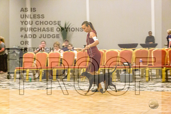 Manchester Terrier MTOY Candids-JJL_2185-Hstn2022_HR3