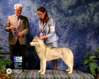 Siberian Husky #14 Sat Major WinWinners Bitch Church Janice Judge Mr Houston Clark