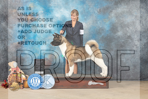 Akita #6 Fri2 OHG1 Judge Krista Hansen_MJ_7638_Humble_2022_HR3