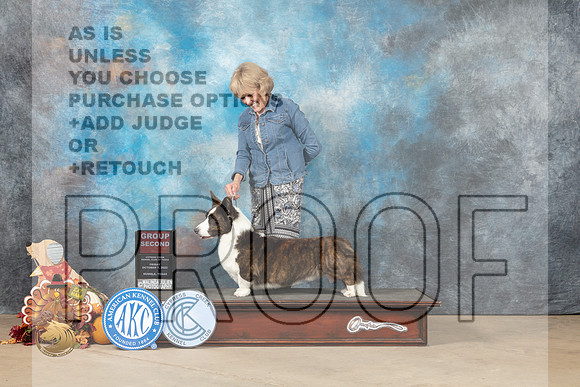 Cardigan Welsh Corgi #11 Fri2 G2 Judge Krista Hansen_MJ_7746_Humble_2022_HR3