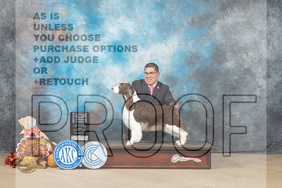 English Springer Spaniel #10 Fri1 SBGCh Judge John Lucas_MJ_7550_Humble_2022_HR3