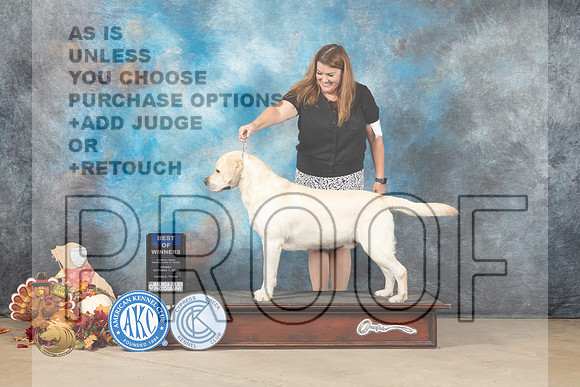 Labrador Retriever #15 Fri1 BOWWD Judge John Lucas_MJ_7233_Humble_2022_HR3