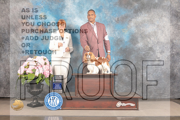 Cavalier King Charles Spaniel #12 Sat SB Judge Linda Hurlebaus_MJ_7085_Houston_2022_HR3