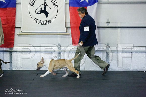 _RH_5240-BullTerrierMar2015-HR3