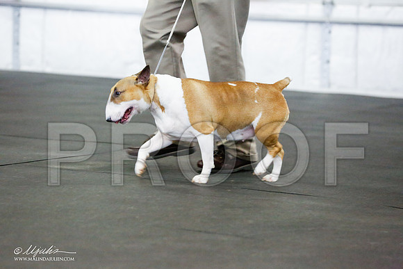 _RH_5618-BullTerrierMar2015-HR3