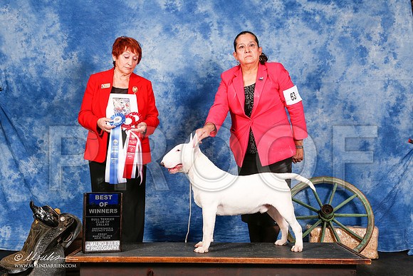 _S2_1739-BullTerrierMar2015-HR3