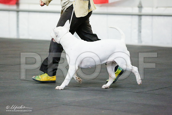 _RH_6170-BullTerrierMar2015-HR3