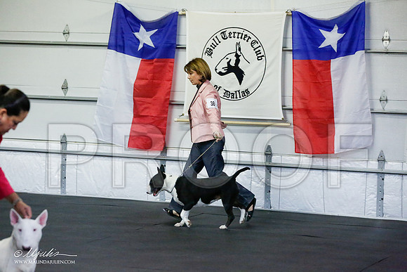 _RH_6375-BullTerrierMar2015-HR3