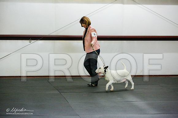 _RH_6250-BullTerrierMar2015-HR3