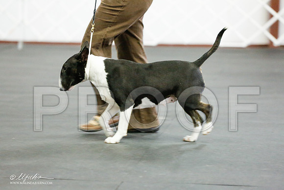 _RH_5683-BullTerrierMar2015-HR3