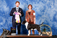 #10 Sat BOB Jcqueline Decker and Anita & Wlater Bavol Judge Dr John Spurr