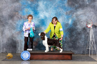 English Springer Spaniel #6 Fri OHBIS Judge Pat Trotter