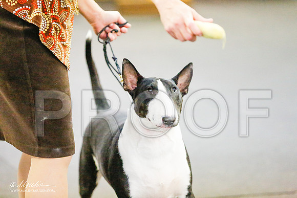 _RH_7720-BullTerrierMar2015-HR3
