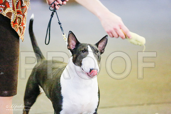 _RH_7722-BullTerrierMar2015-HR3