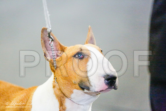 _RH_7724-BullTerrierMar2015-HR3