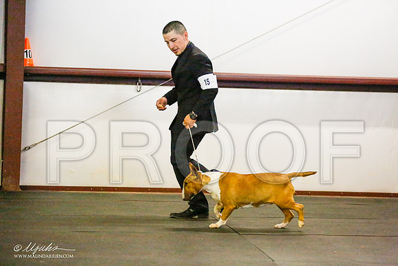 _RH_7730-BullTerrierMar2015-HR3