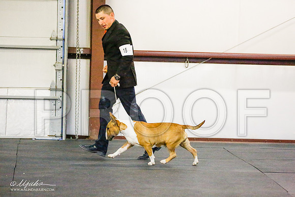 _RH_7733-BullTerrierMar2015-HR3