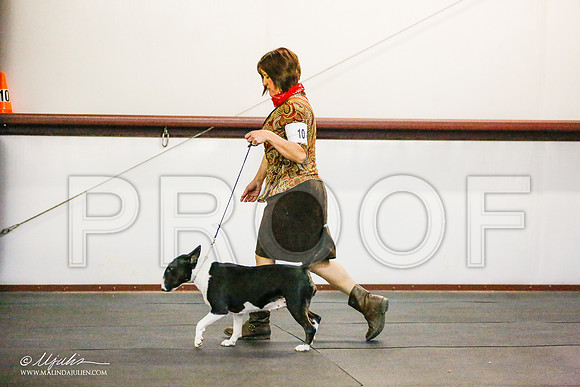 _RH_7734-BullTerrierMar2015-HR3