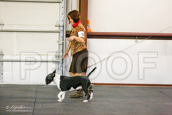 _RH_7739-BullTerrierMar2015-HR3